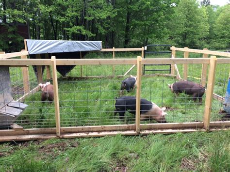 Diy Electric Fence For Animals Home Fence Ideas