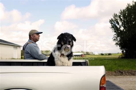 Dog Pick Up Farmer In Afternoon Light Stock Photo Royalty Free