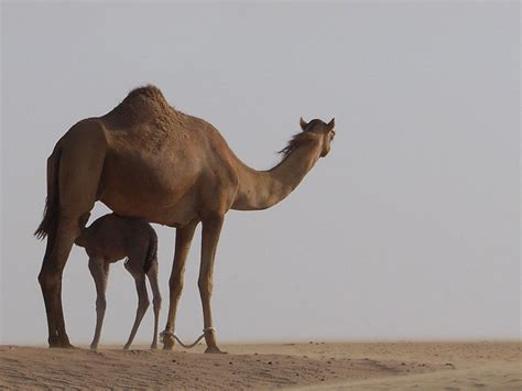 But camels didn't always have humps or traverse sand dunes. Camel Pictures and Facts: Arabian Camels Page 3