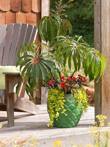 No Fail Tropical Container Garden Combinations In 2020 Container