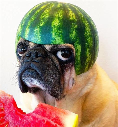 Dogs In Watermelon Helmets Funniest Pins