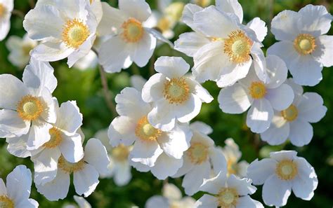 White 5 Petaled Flower · Free Stock Photo