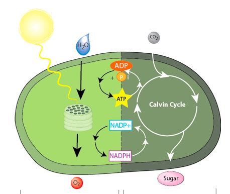 Eukaryotic cells use their mitochondria to generate atp through a process called cell respiration. Is Gluecose A Product Of Photosynthesis Is Used To ...