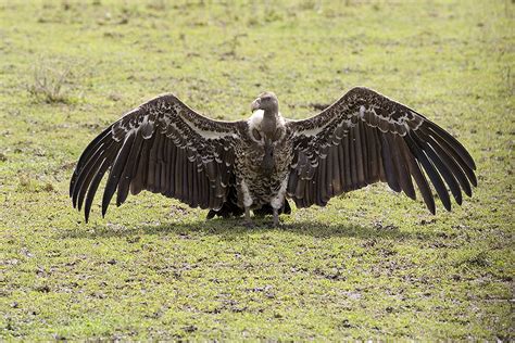 Lappet Faced Vulture 1 Lappet Faced Vulture On Ground With Flickr