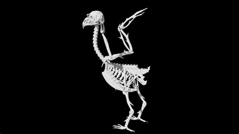 3d Model Bird Skeleton Vr Ar Low Poly Cgtrader