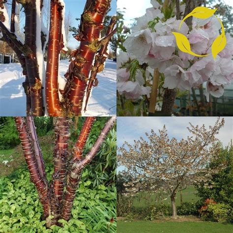 Ornamental Cherry Prunus Serrula 5 Seeds Ebay In 2022 Ornamental Cherry Winter Garden