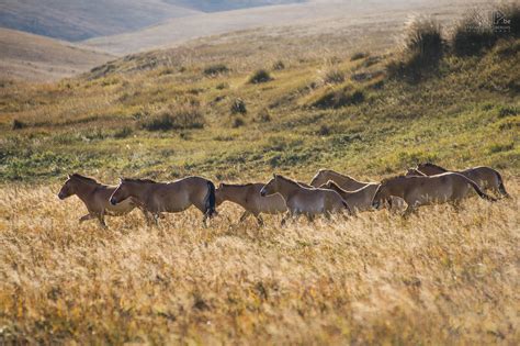 Hustai Przewalski Horses