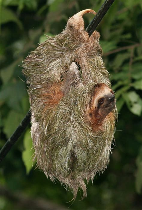 Brown Throated Three Toed Sloth Bradypus Variegatus