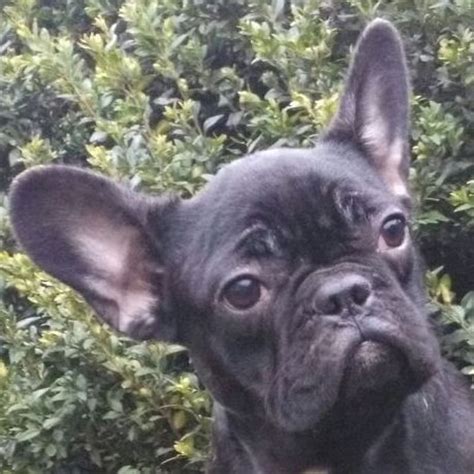 French bulldogs have erect bat ears and a charming, playful disposition. View Ad: French Bulldog Puppy for Sale near District of ...