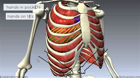 Muscles Of The Thoracic Wall 3d Anatomy Tutorial Youtube