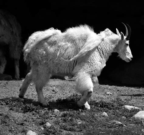 Mountain Goat Also Known As The Rocky Mountain Goat Stock Image