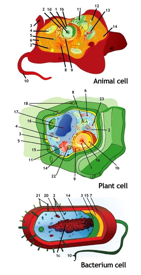 Plant cells square and animal cells round. Information | The World Around Us