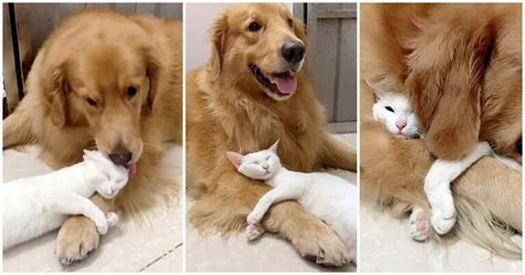 Golden Retriever And Cat Grow Up Together Cuddle Every Chance They Get