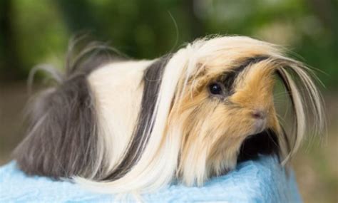 14 Different Types Of Guinea Pig Breeds