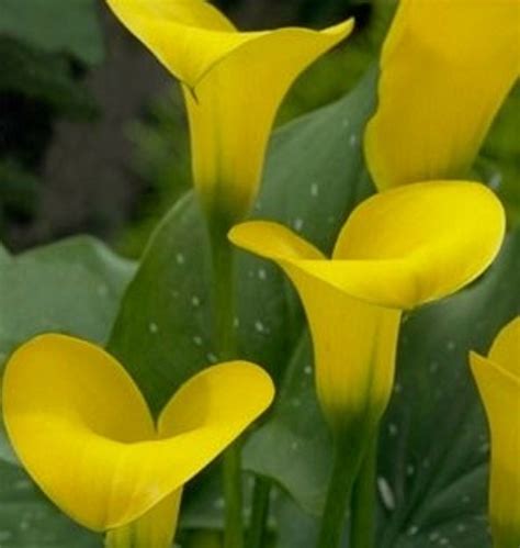 Beautiful Yellow Calla Lily Seed 100 Seeds Buy 4 Items Free Shipping