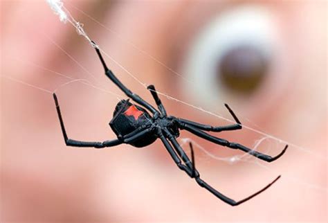 Similar to the black widow, brown recluse spiders also have a distinct marking. Spinnenbisse: Wie gefährlich sind sie? - 2020