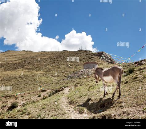 Donkey Walking On A Hill Tibet Stock Photo Alamy