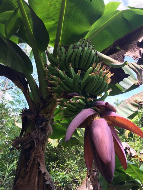 Morphology Of Banana Plants Banana Varieties And Tropical Fruit Trees
