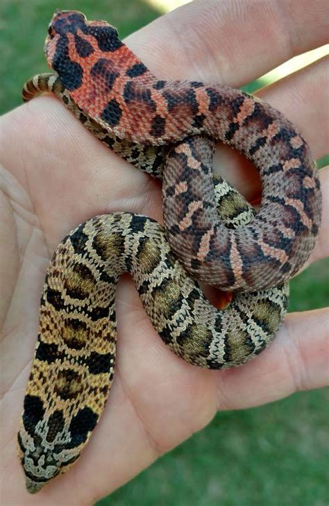 Hognose Snake Handling Tips And Body Language Facts Reptifiles