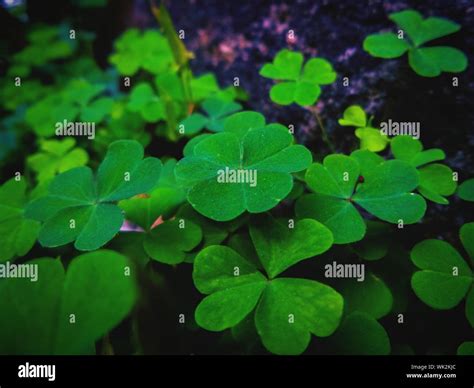 Four Leaf Clover Hi Res Stock Photography And Images Alamy