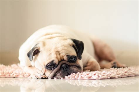 Veterinarians List Signs Indicating A Dog Might Be Depressed