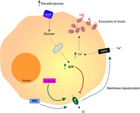 How do animals use glucose. Frontiers | Glucose: an energy currency and structural ...