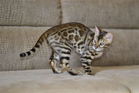 How Much Do Bengal Cats Cost 2022 Complete Cost Guide Monsieurtn
