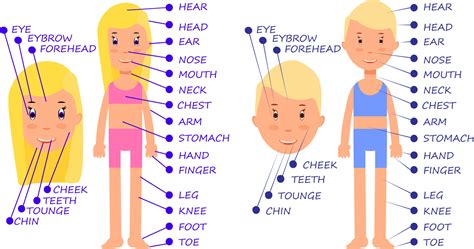 Dibujos Animados De Niño Y Niña Vocabulario De Las Partes Del Cuerpo