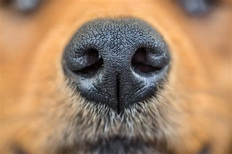 What Does It Mean If Your Dog Has A Dry Nose