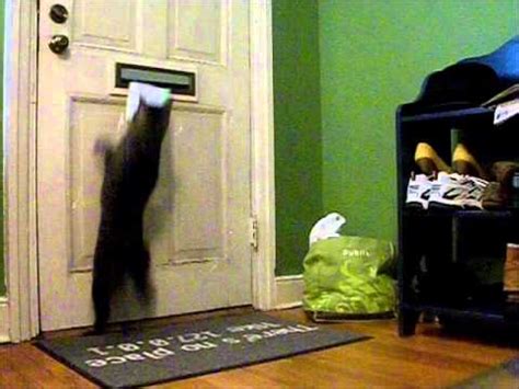 100 ne adams caterpillar headquarters address: Cat gets mail - YouTube
