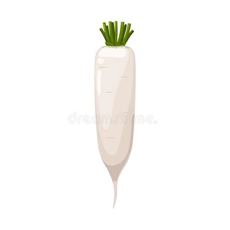 Daikon Or White Radish Vegetable Character Stock Vector Illustration