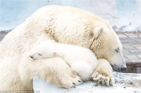 Heartwarming Love In The Freezing Cold A Polar Bear Mother Cuddles Up With Her Cub Daily Mail
