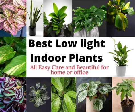 Best Low Light Indoor Plants The Contented Plant