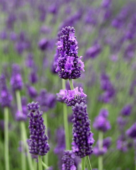 11 Big Time Blue Lavender Plants Sirausmann