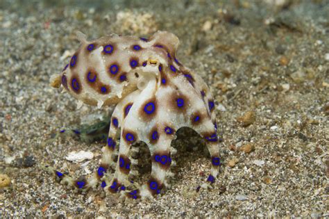 Blue Ringed Octopus Facts