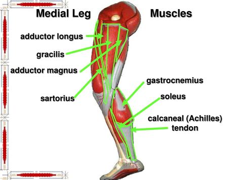 Ppt Hip And Lower Limb Muscles Powerpoint Presentation Free Download