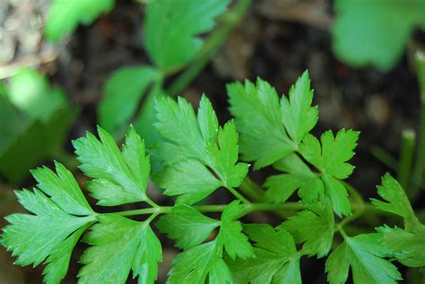 Parsley Jewish Womens Archive