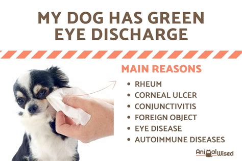 My Dog Has Green Eye Discharge Causes And Treatment