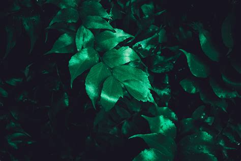 Green Leaf Plant Leaves Plant Gloss Hd Wallpaper Wallpaper Flare