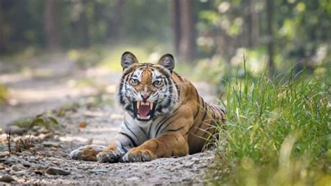 Kembalinya Harimau Di Nepal Membawa Kegembiraan Sekaligus Ketakutan