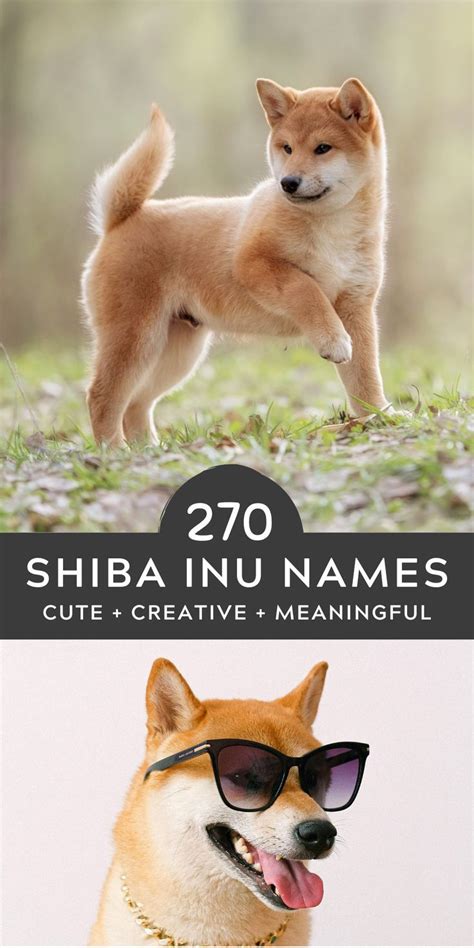 270 Cute Shiba Inu Names Shiba Inu Puppy Names Shiba Inu Puppy