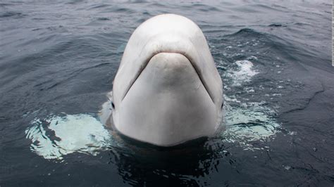 Beluga Whale In Harness Found By Norway Fishermen Could Be Trained By