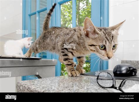Cats In A Veterinary Hospital Stock Photo Alamy