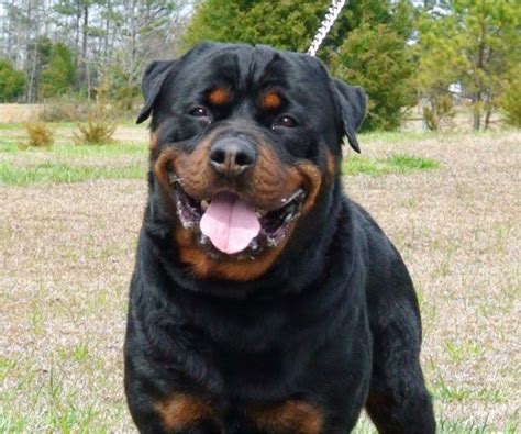 Rules Of The Jungle German Rottweiler Puppies