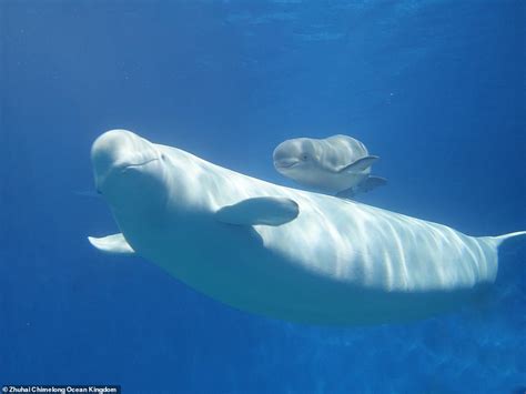 Three Baby Beluga Whales Swim Alongside Their Mothers As They Greet The