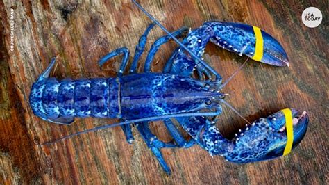 Rare Blue Lobster Caught By Father Son Duo Off Maine Coast