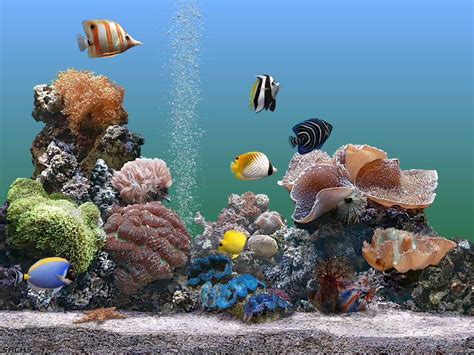 Shoal Of Fish Fish Animals Hd Wallpaper Wallpaper Flare