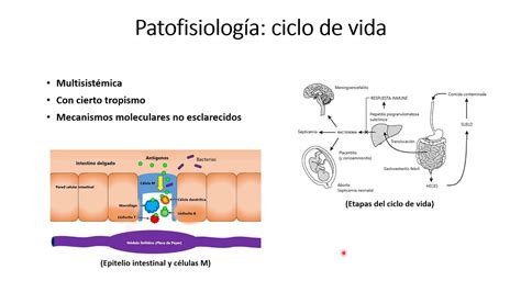 Listeria Monocytogenes Y La Listeriosis Youtube