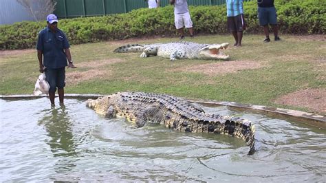 The Png Croc Whisperer Second Beast Youtube
