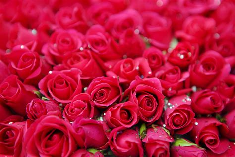 Download lagu beautiful in white mp3 dan video klip mp4 (6.83 mb) gudanglagu. Free photo: Roses - Flower, Fresh, Freshness - Free ...